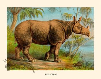 CP 17 Rhinoceros